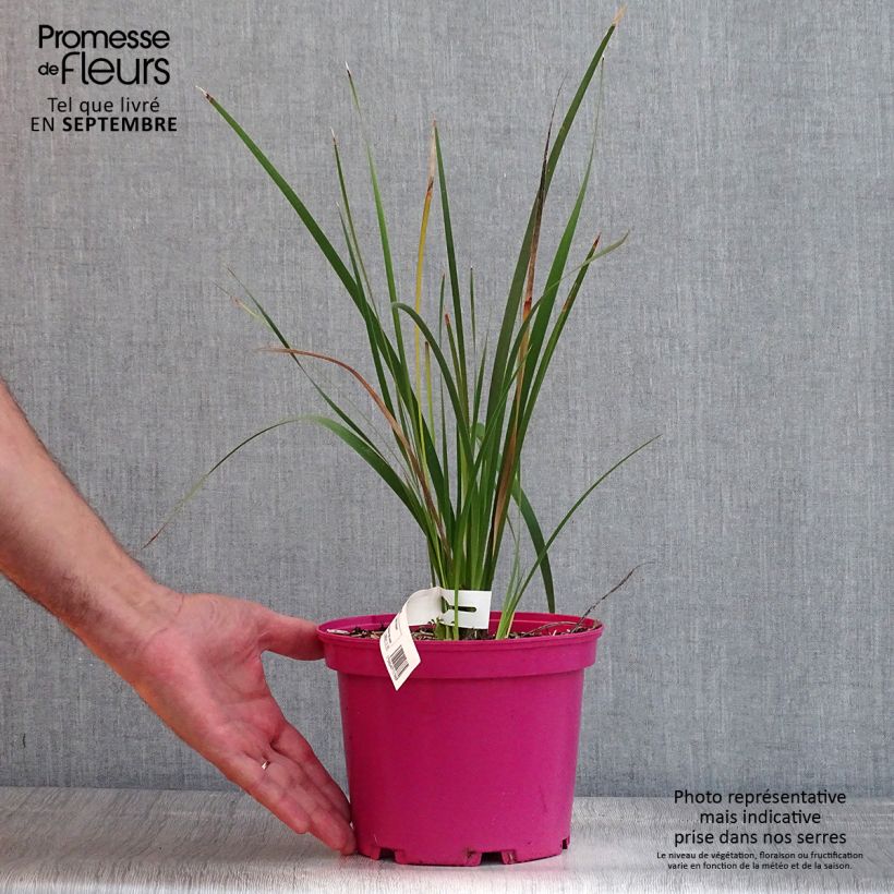 Ejemplar de Dierama Pink Rocket - Pluma del ángel Maceta 2L/3L entregado en verano