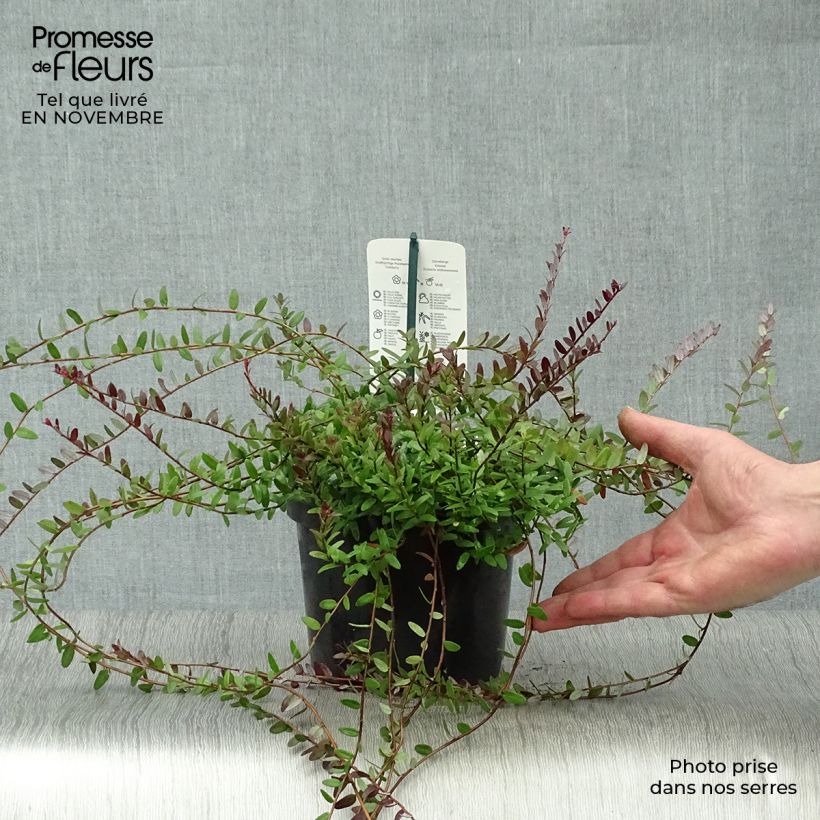 Ejemplar de Arándano rojo grande Pilgrim Maceta 1,5L/2L, Formación arbustiva entregado en otoño