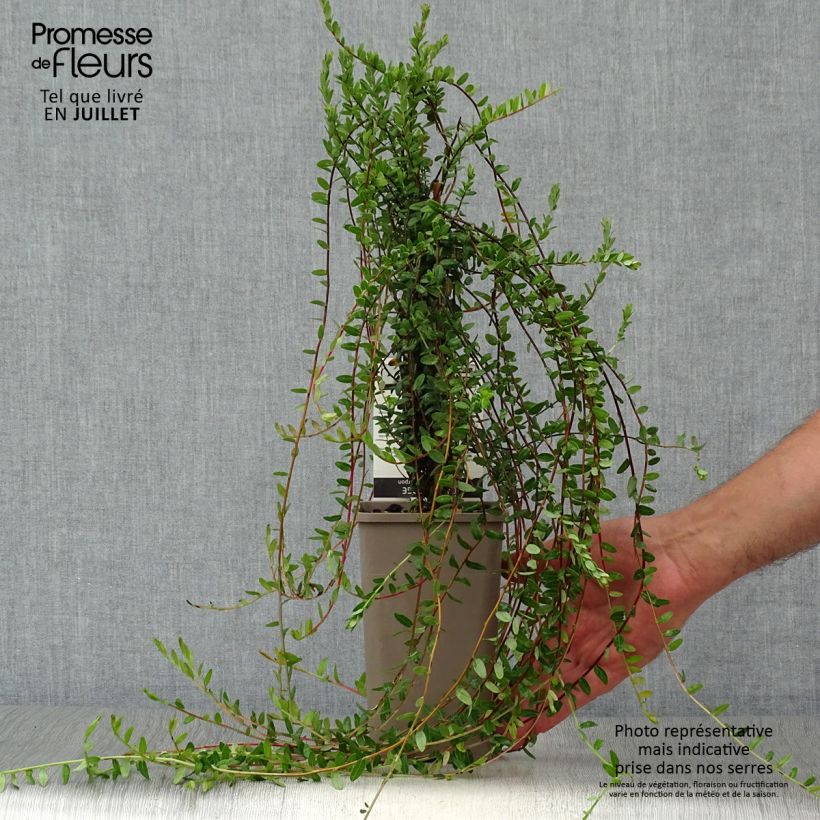 Ejemplar de Arándano rojo grande - Vaccinium macrocarpon Maceta 1,5L/2L, Formación arbustivaAltura de entrega aprox. 30/40cm entregado en verano