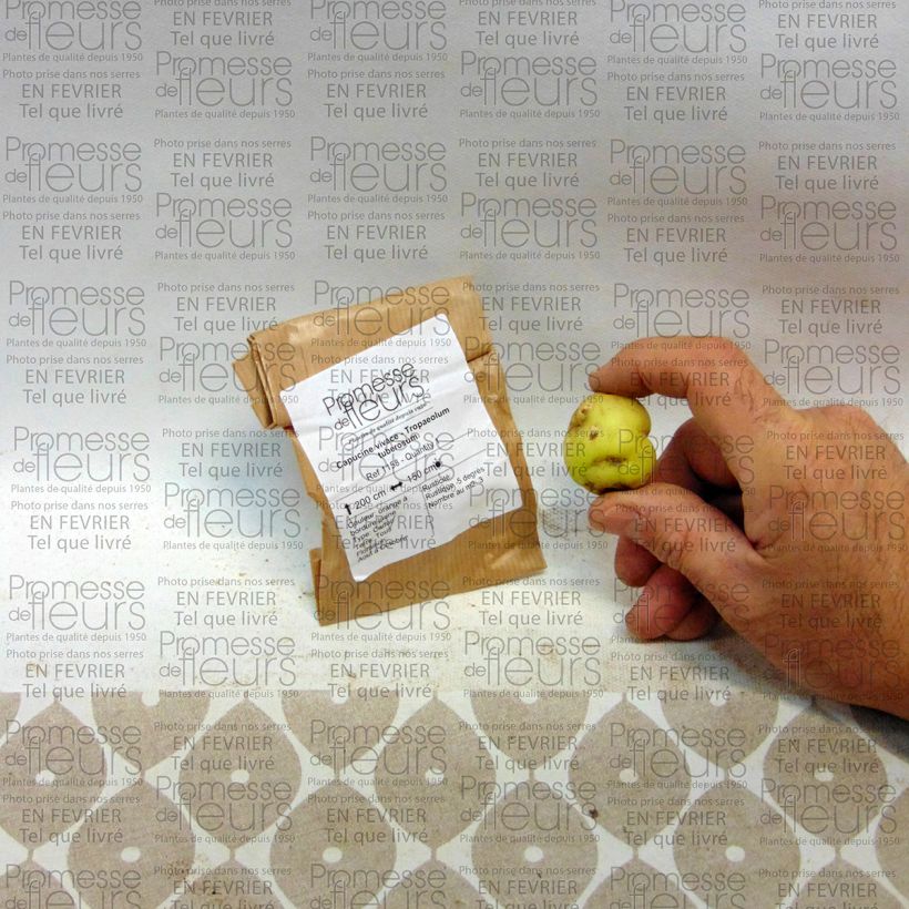 Ejemplo de ejemplar de Capuchina tuberosa - Tropaeolum tuberosum Bulbo tal y como se entrega