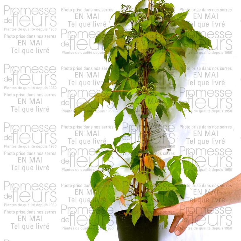Ejemplo de ejemplar de Cardamine quinquefolia Maceta de 8/9 cm tal y como se entrega