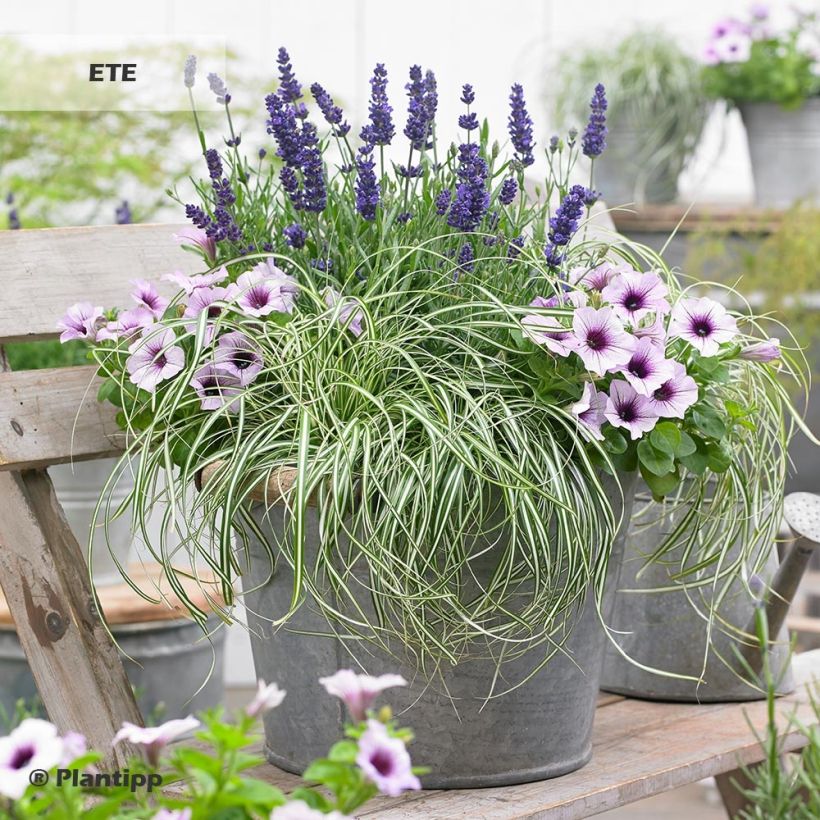 Carex oshimensis EverColor Everlite (Porte)