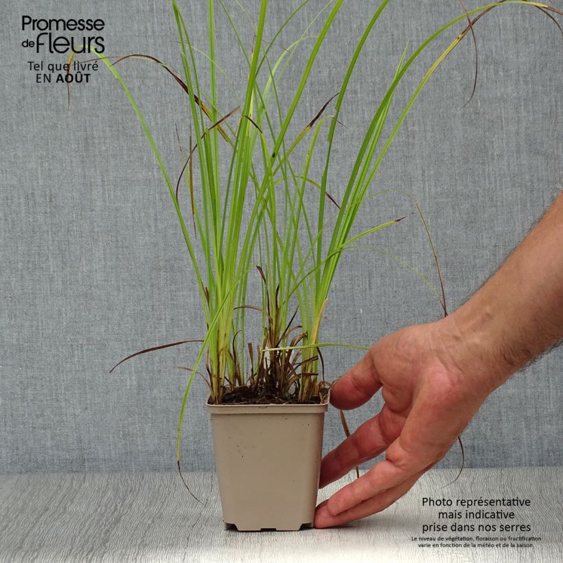 Ejemplar de Carex acutiformis - Fausse laîche aigüe Godet de 8/9 cm entregado en verano