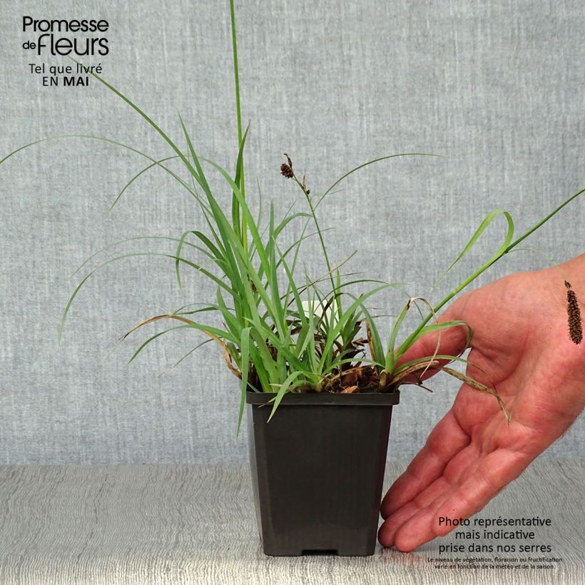 Carex atrata - Laîche des montagnes Godet de 9cm Ejemplar entregado en la primavera