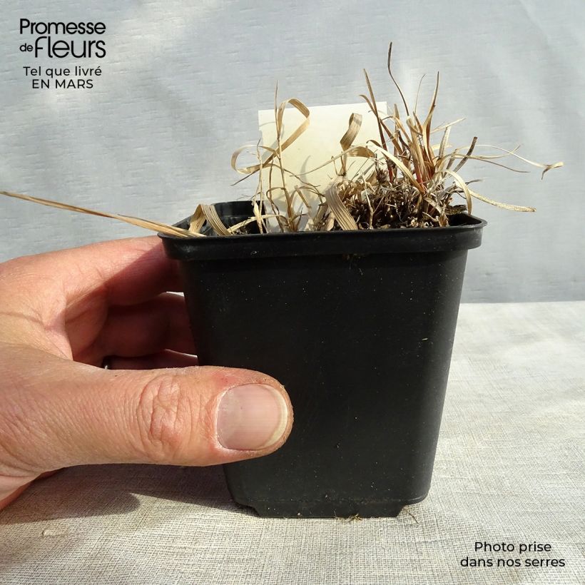 Carex berggrenii Maceta de 8/9 cm Ejemplar entregado en la primavera