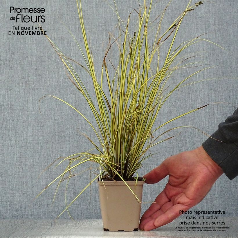 Ejemplar de Carex brunnea Jenneke Maceta de 8/9 cm entregado en otoño