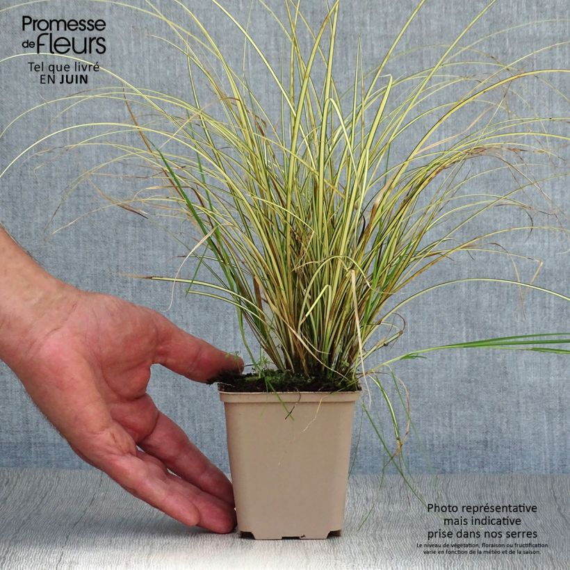 Ejemplar de Carex brunnea Jenneke - Laîche - Godet de 8/9cm entregado en verano