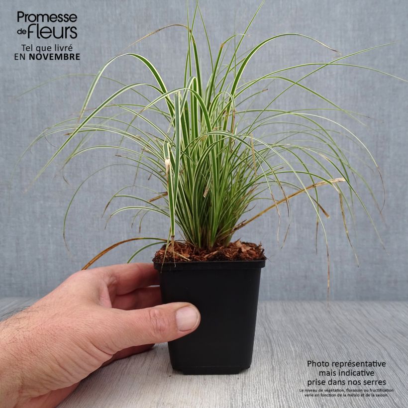 Ejemplar de Carex brunnea Variegata Maceta de 8/9 cm entregado en otoño