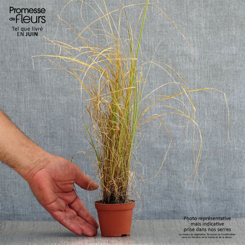 Ejemplar de Carex brunnea Variegata - Laîche - godet de 8/9cm entregado en verano