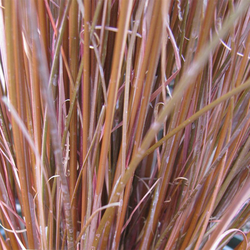 Carex buchananii (Follaje)