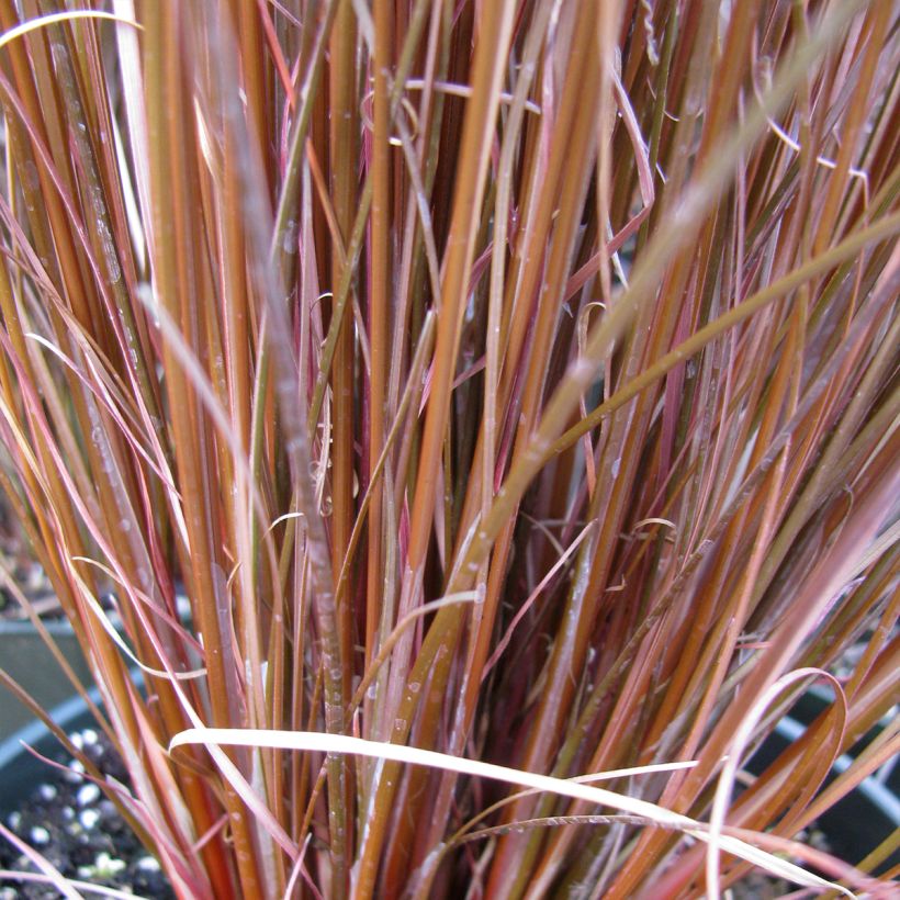 Carex buchananii Red Rooster (Follaje)