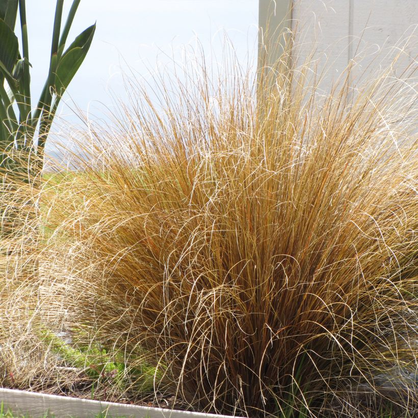 Carex buchananii Red Rooster (Porte)