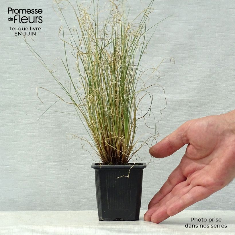 Ejemplar de Carex buchananii Viridis Maceta de 8/9 cm entregado en verano