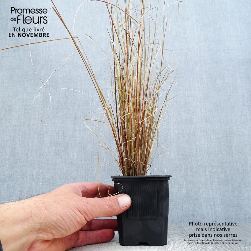 Ejemplar de Carex buchananii Maceta de 8/9 cm entregado en otoño