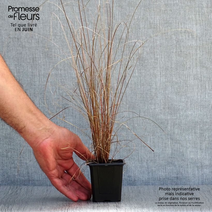 Ejemplar de Carex buchananii - Laîche de Buchanan Godet de 8/9 cm entregado en verano