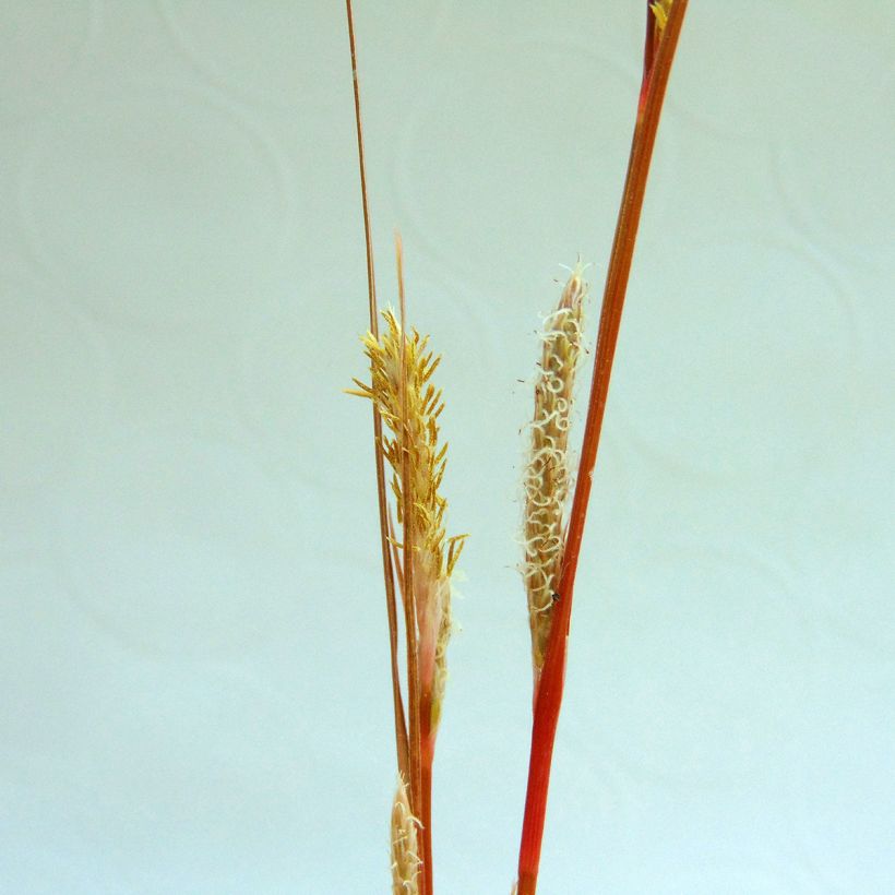 Carex buchananii (Floración)