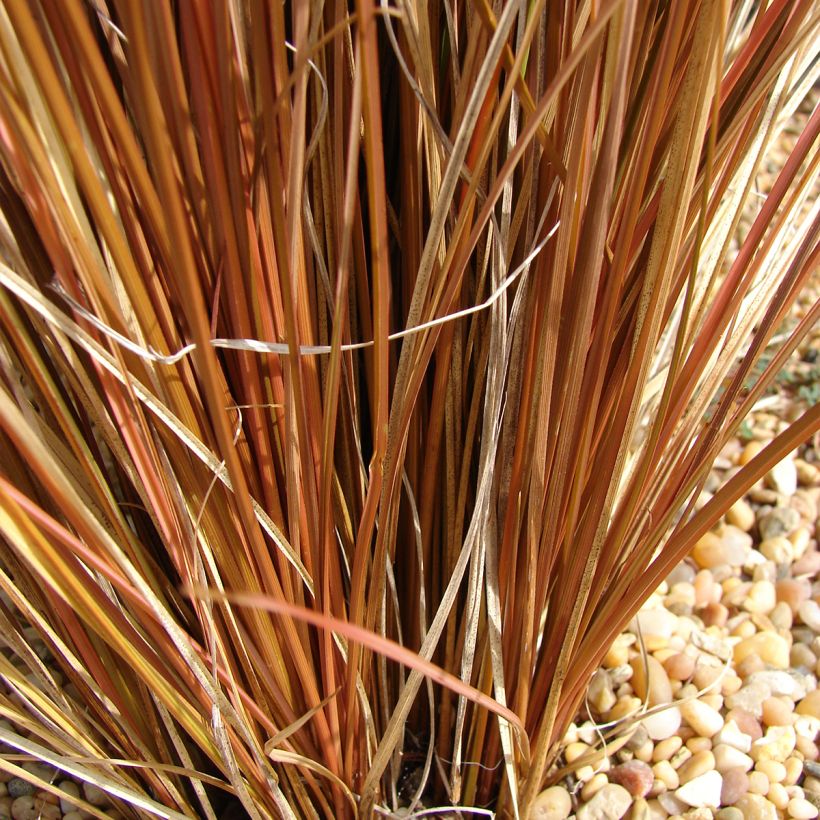 Carex comans Bronco (Follaje)