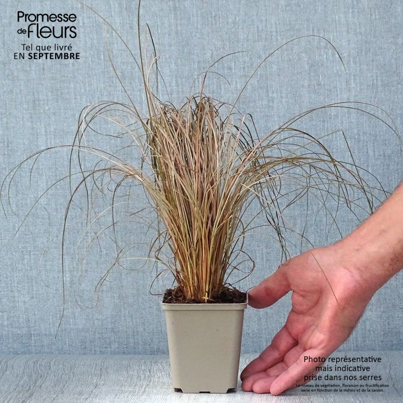 Ejemplar de Carex comans Bronco Maceta de 8/9 cm entregado en otoño