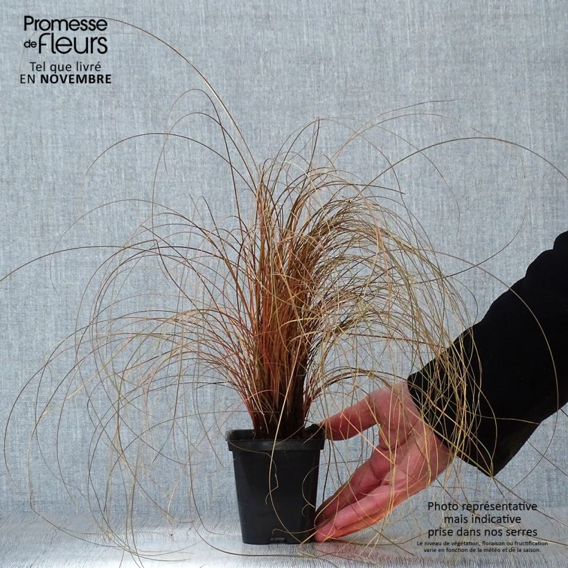 Ejemplar de Carex comans Bronze Form Maceta de 8/9 cm entregado en otoño
