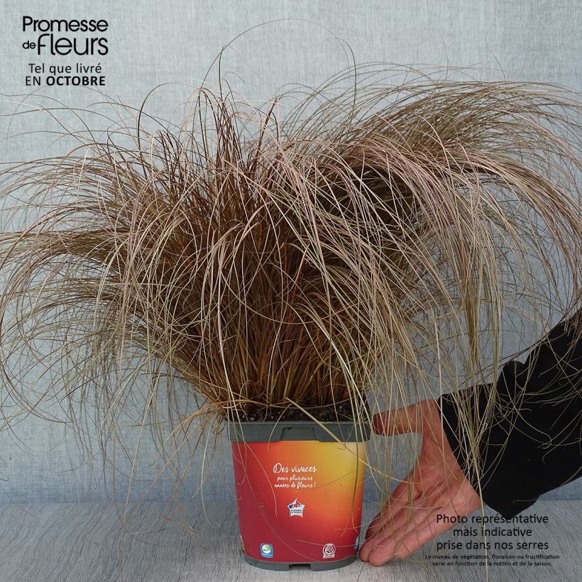 Ejemplar de Carex comans Bronze Form Maceta 2L/3L entregado en otoño