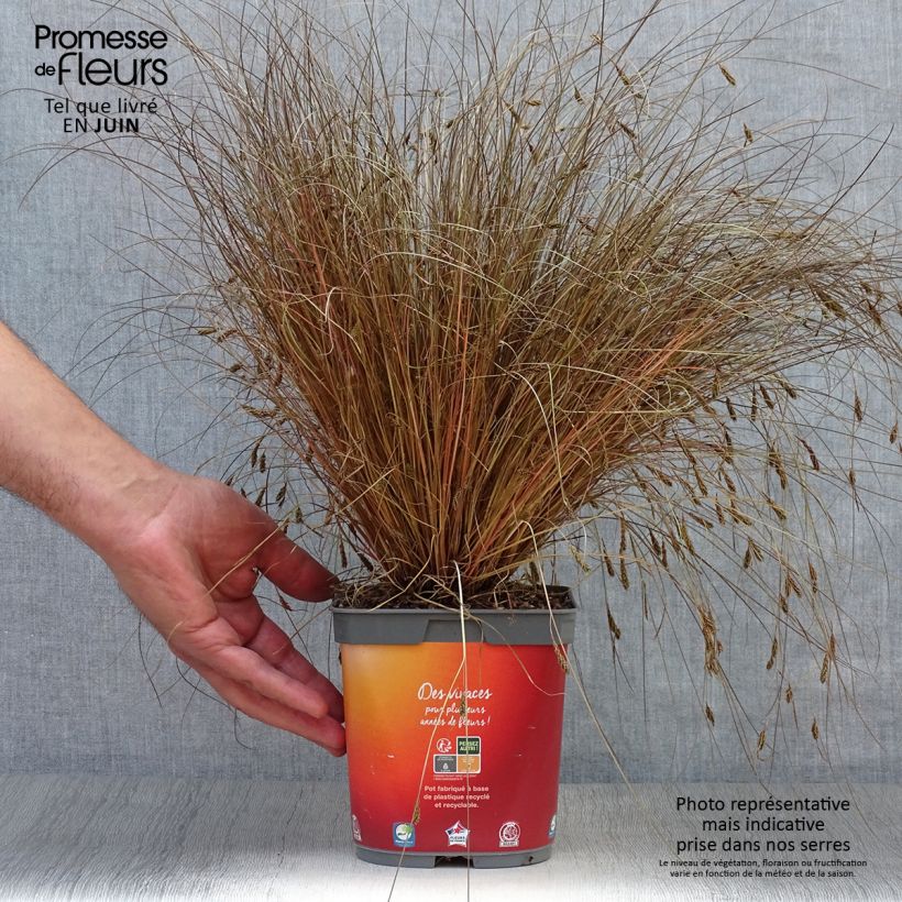 Ejemplar de Carex comans Bronze Form - Laîche de Nouvelle-Zélande Pot de 2L/3L entregado en verano