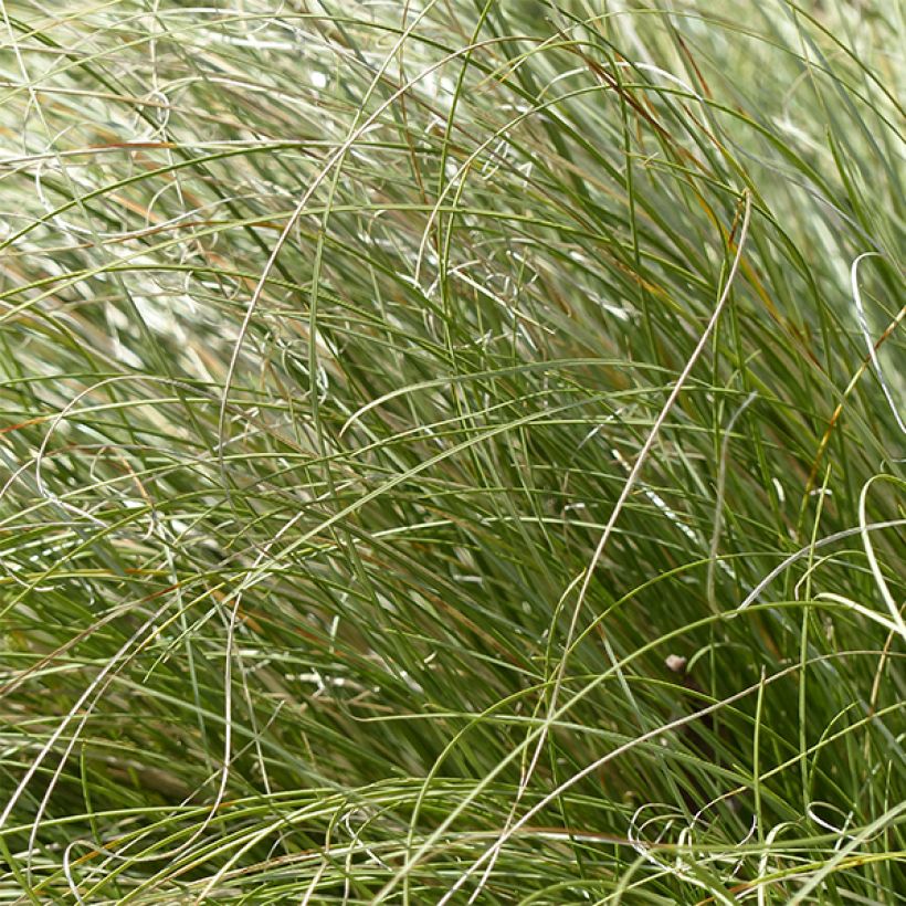 Carex comans Frosted Curls (Follaje)