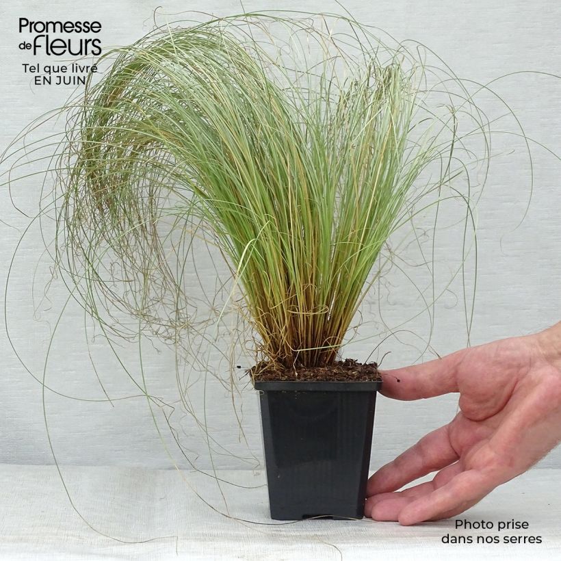 Ejemplar de Carex comans Frosted Curls - godet de 8/9cm entregado en verano