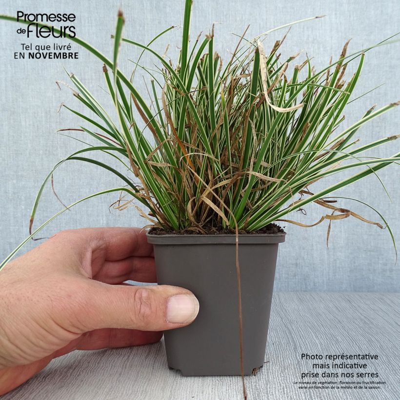 Ejemplar de Carex conica Snowline Maceta de 8/9 cm entregado en otoño