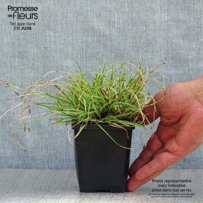 Ejemplar de Carex conica Snowline - Laîche de Corée en godet de 9 cm entregado en verano