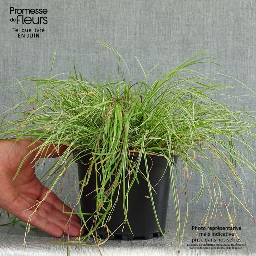 Ejemplar de Carex conica Snowline - Laîche de Corée en pot de 2L/3L entregado en verano