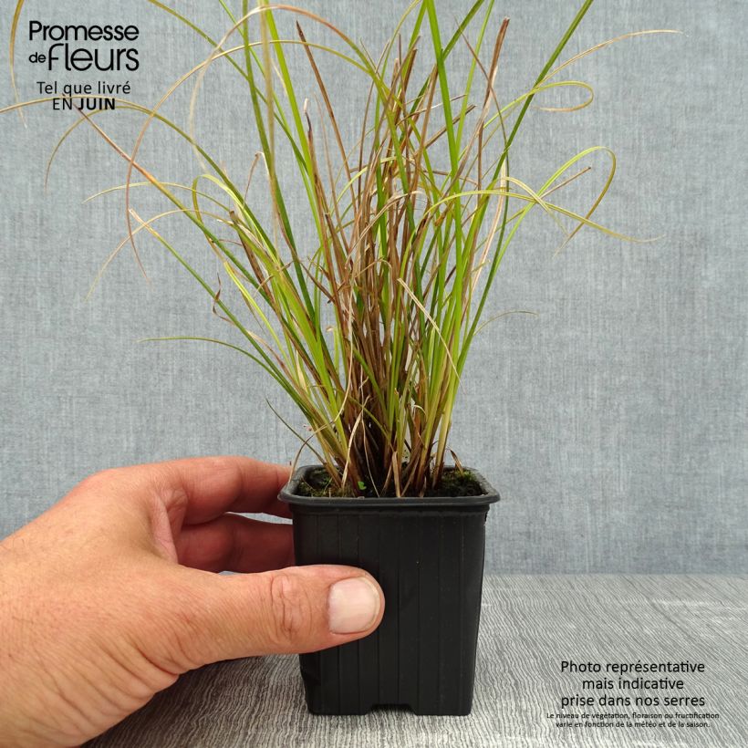 Ejemplar de Carex dipsacea Maceta de 8/9 cm entregado en verano