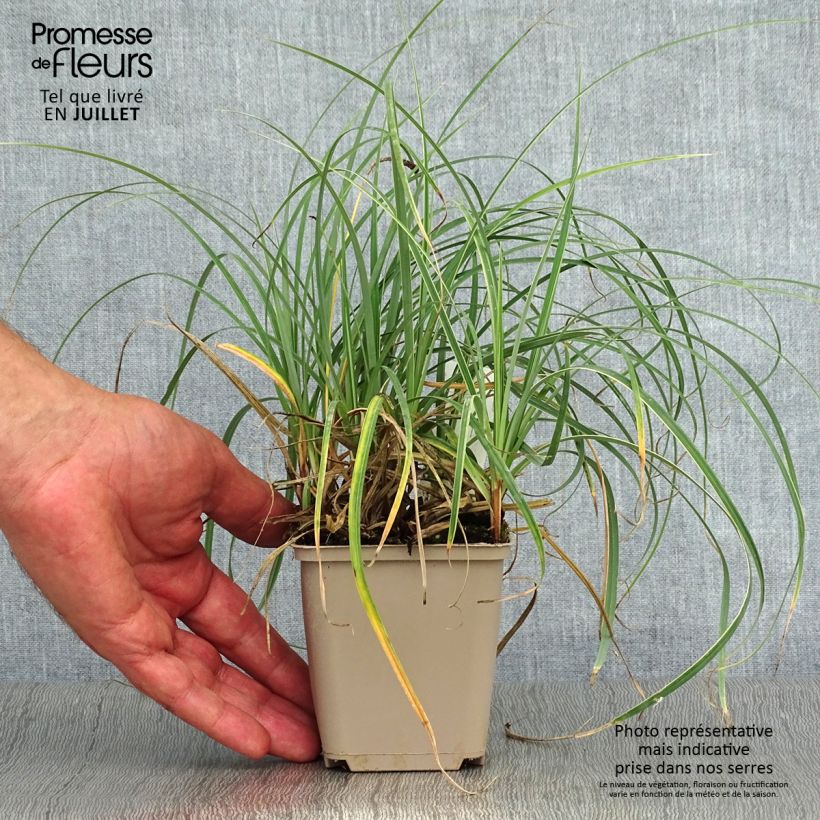 Ejemplar de Carex flacca Blue Zinger Maceta de 8/9 cm entregado en verano