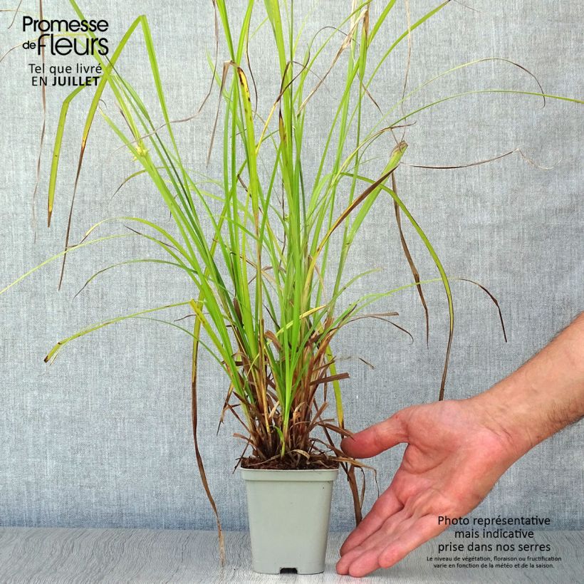 Ejemplar de Carex grayi - Laîche massue godet de 8cm entregado en verano