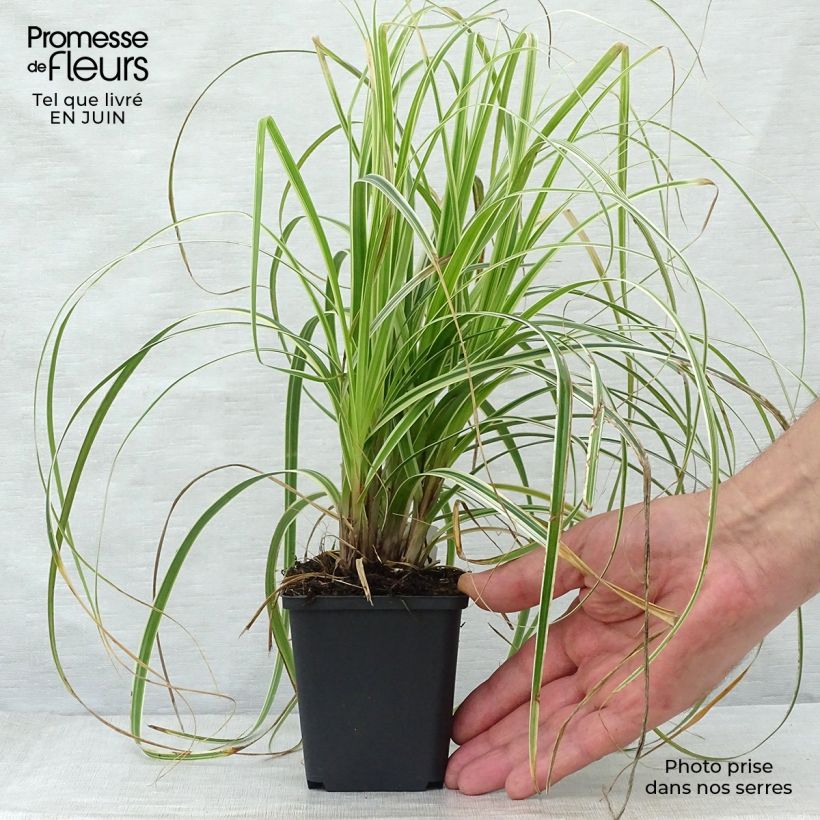 Ejemplar de Carex oshimensis Feather Falls Maceta de 8/9 cm entregado en verano