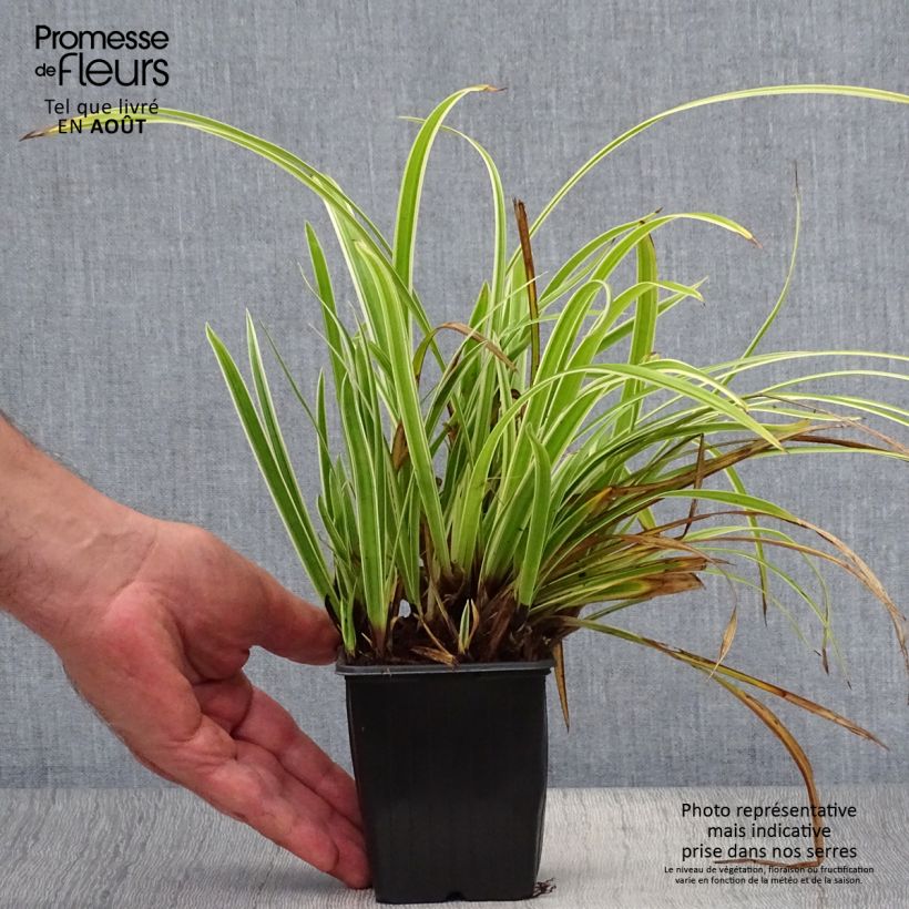 Ejemplar de Carex foliosissima Aureovariegata Maceta de 8/9 cm entregado en verano