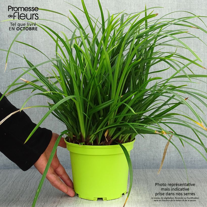 Ejemplar de Carex foliosissima Irish Green Maceta 2L/3L entregado en otoño