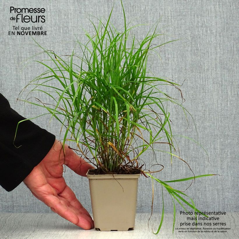 Ejemplar de Carex muskingumensis Maceta de 8/9 cm entregado en otoño