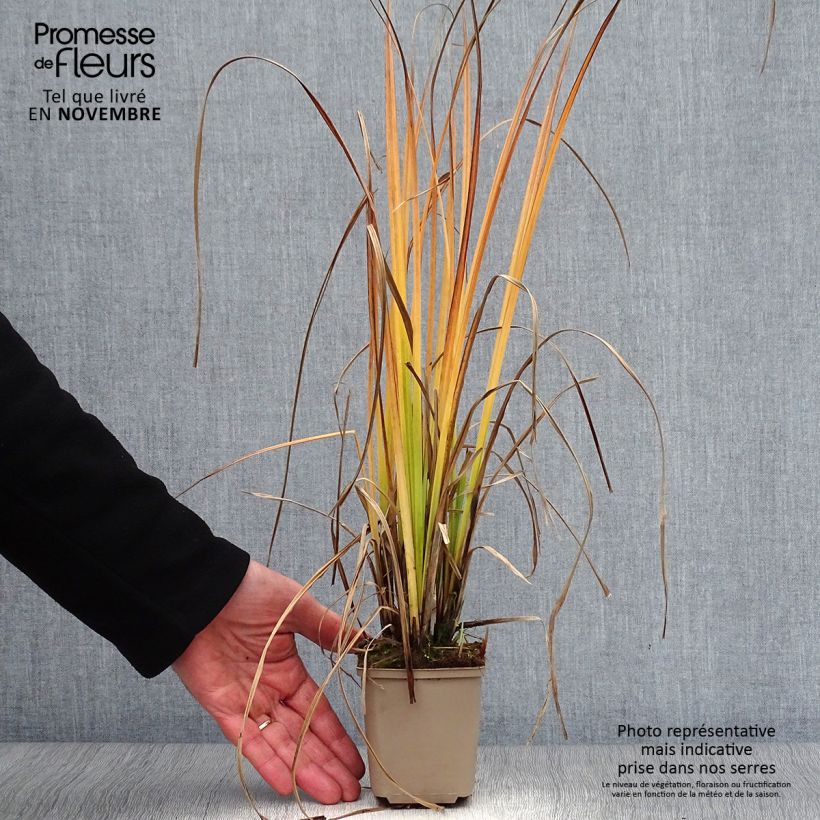 Ejemplar de Carex nigra Maceta de 8/9 cm entregado en otoño