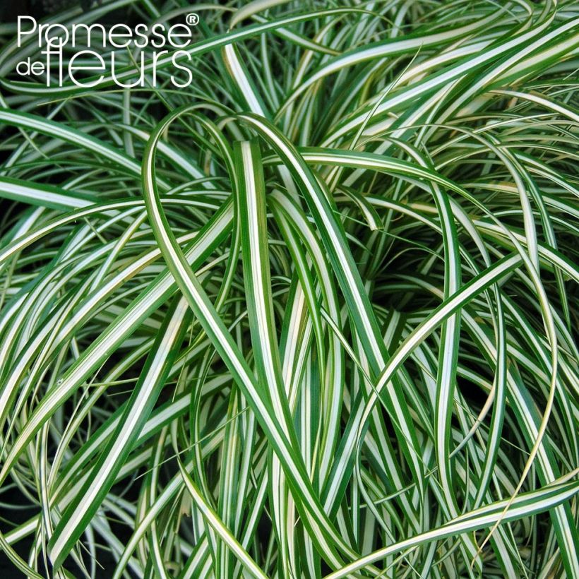 Carex oshimensis EverColor Everlite (Follaje)