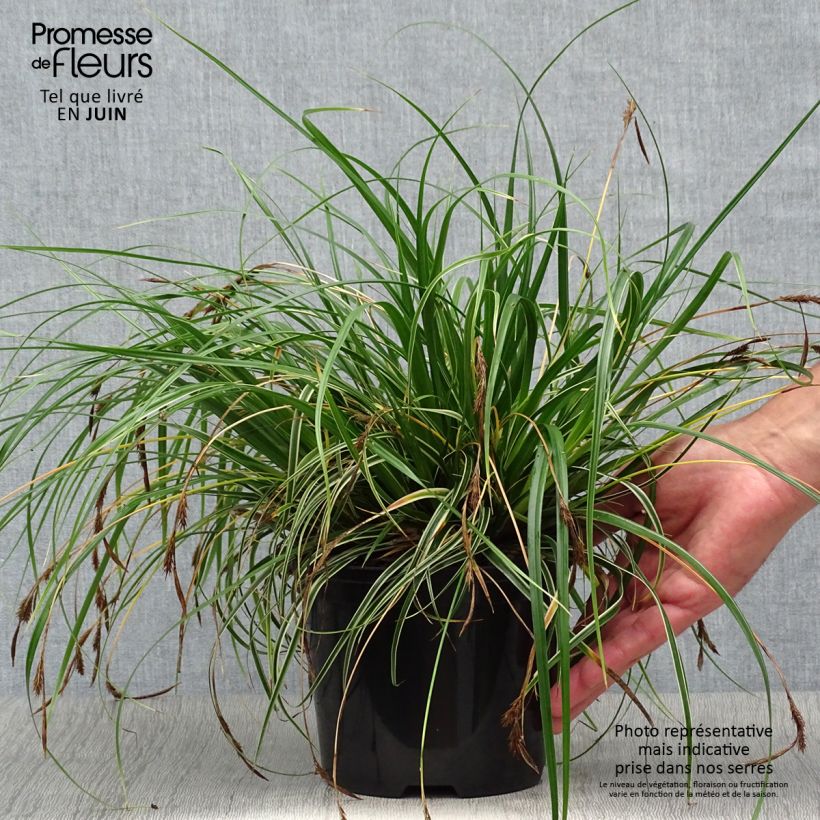 Ejemplar de Carex oshimensis Evercream - Laîche d'Oshima Pot de 2L/3L entregado en verano