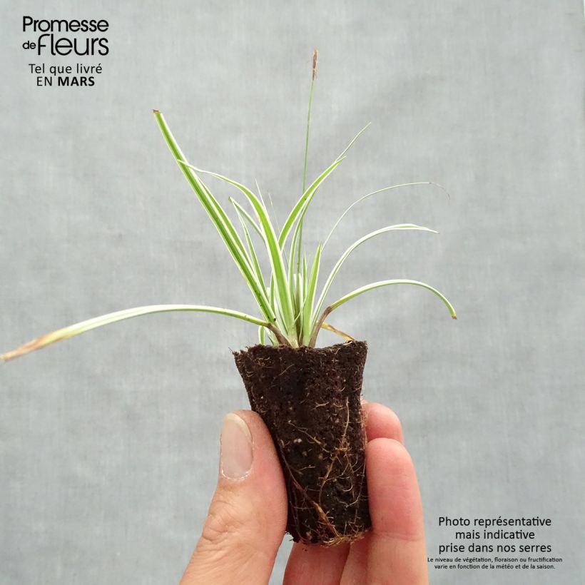 Carex oshimensis Everest® - Laîche d'Oshima Mini-motte Ø 3/4 cm Ejemplar entregado en la primavera