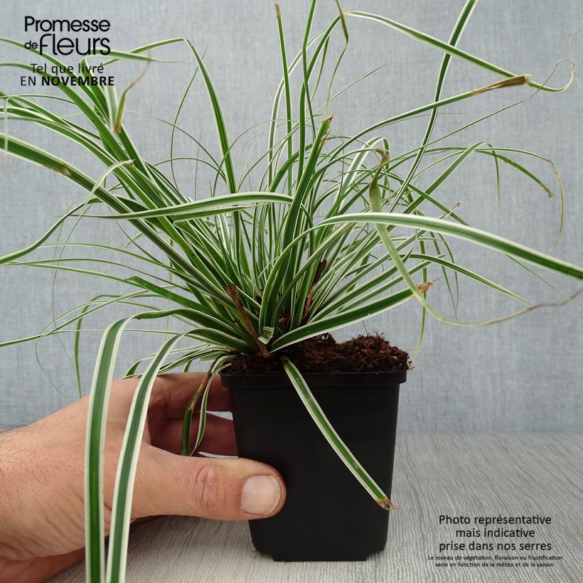Ejemplar de Carex oshimensis Everest Maceta de 8/9 cm entregado en otoño