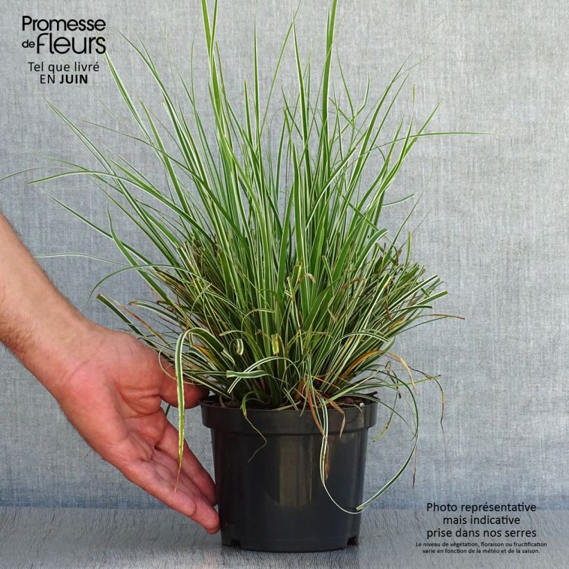 Ejemplar de Carex oshimensis Everest® - Laîche d'Oshima Godet de 8/9 cm entregado en verano