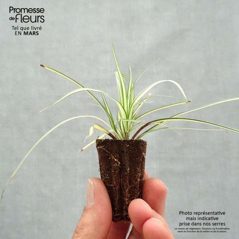 Carex oshimensis Evergold minicepellón: Ø 3/4 cm Ejemplar entregado en la primavera