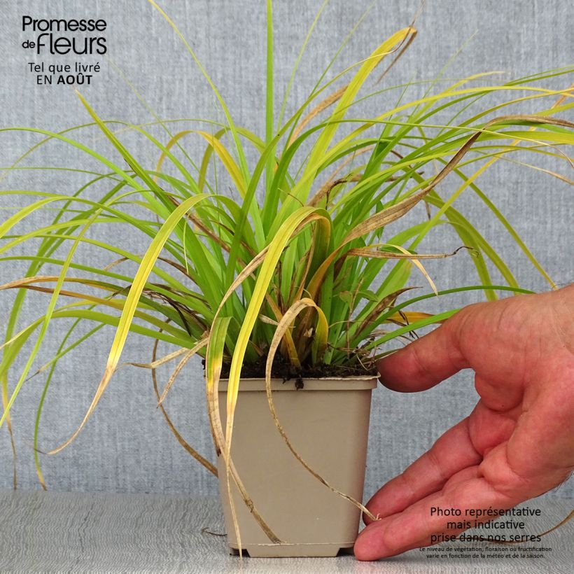 Ejemplar de Carex oshimensis Evergreen - Laîche d'Oshima en godet de 9cm entregado en verano