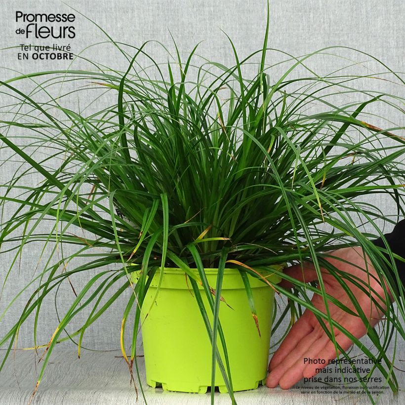 Ejemplar de Carex oshimensis Evergreen Maceta 2L/3L entregado en otoño