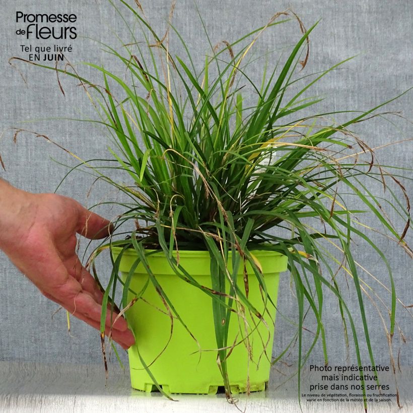 Ejemplar de Carex oshimensis Evergreen - Laîche d'Oshima  Pot de 2L/3L entregado en verano