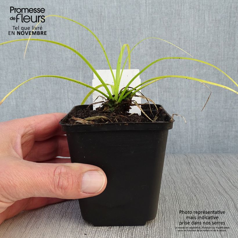 Ejemplar de Carex oshimensis Everillo Maceta de 8/9 cm entregado en otoño