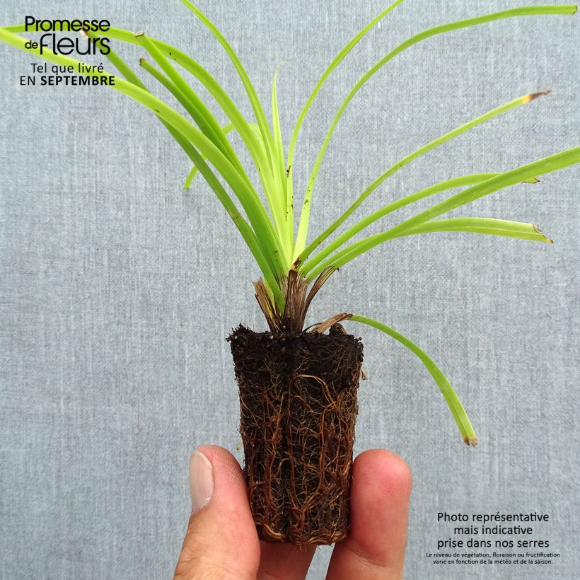 Ejemplar de Carex oshimensis Everillo minicepellón: Ø 3/4 cm entregado en otoño