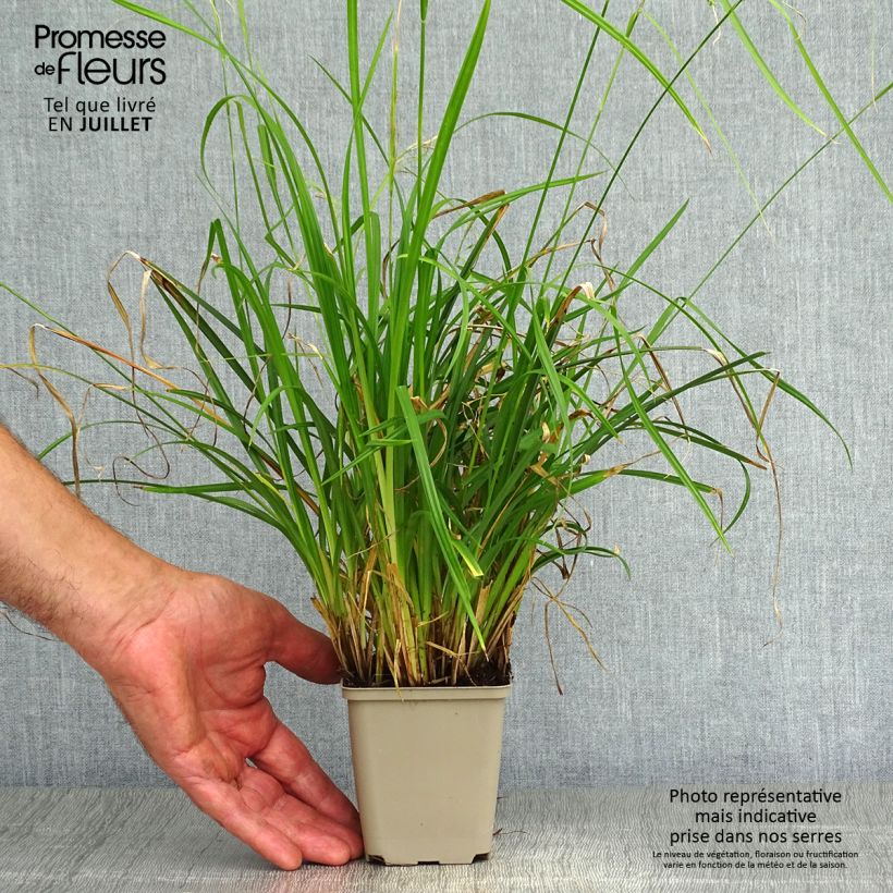 Ejemplar de Carex oshimensis EverColor Everlime Maceta de 8/9 cm entregado en verano